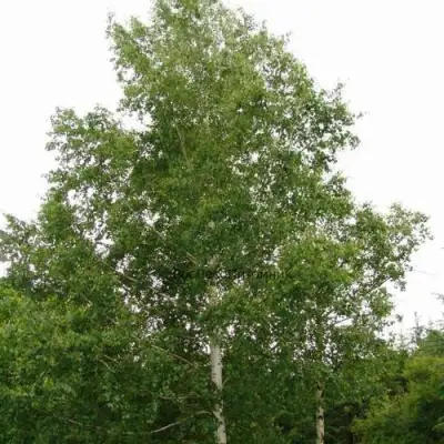 Береза бородавчатая в Пинске