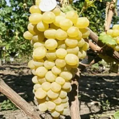 Виноград КИШМИШ ЗОЛОТЦЕ в Пинске