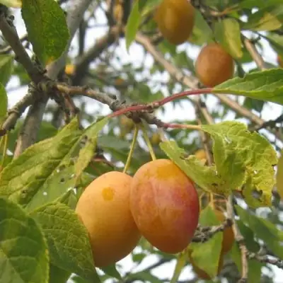 Слива НАТАША в Пинске