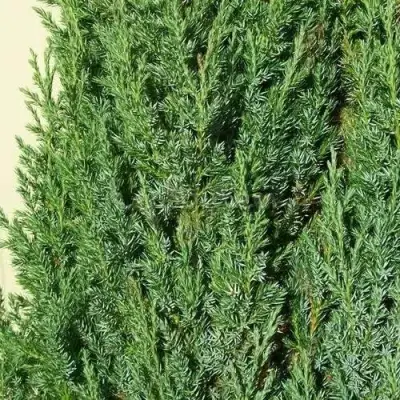 Можжевельник ХИБЕРНИКА обыкновенный  в Пинске