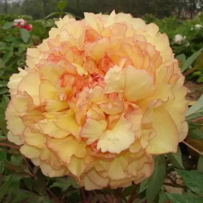 Пион ЗОЛОТАЯ РОССЫПЬ древовидный в Пинске