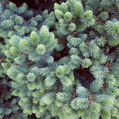 Ель ЭХИНИФОРМИС сизая в Пинске