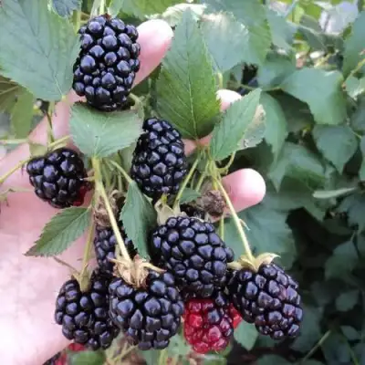 Ежевика ОУАЧИТА бесшипная  в Пинске