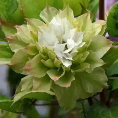 Клематис СЕН-НО-КЕЙЗ в Пинске