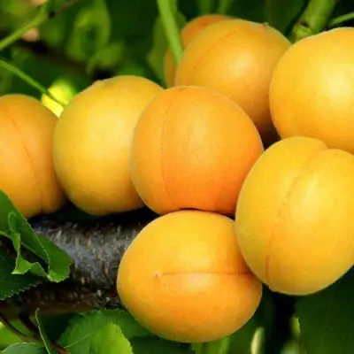 Абрикос ЦАРСКИЙ в Пинске