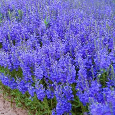 Вероника австрийская в Пинске