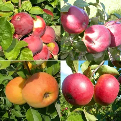 Комплект ЯБЛОНЕВЫЙ КВАРТЕТ в Пинске