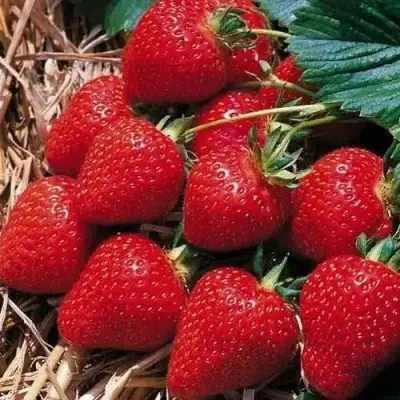 Клубника КИМБЕРЛИ в Пинске