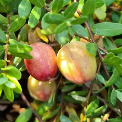 Клюква СТАНКОВИЧ в Пинске