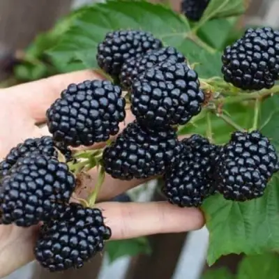 Ежевика ДЖАМБО бесшипная  в Пинске