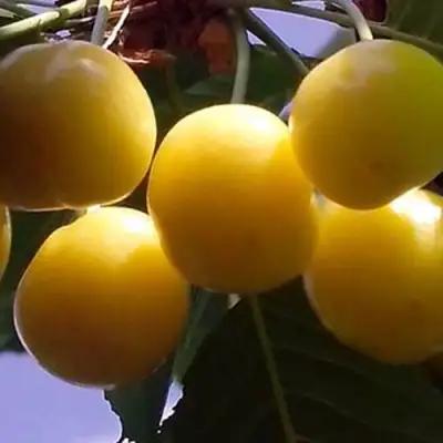 Черешня ЧЕРМАШНАЯ в Пинске