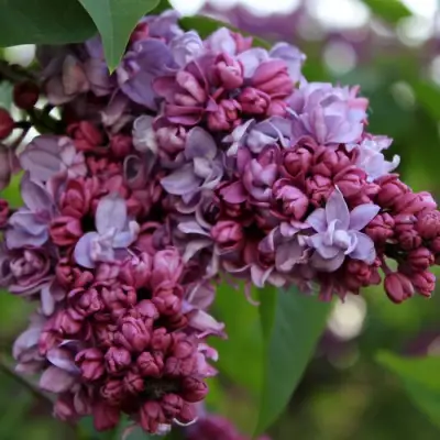 Сирень П.П.КОНЧАЛОВСКИЙ в Пинске