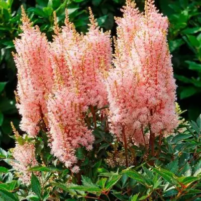 Астильба ЛУК ЭТ МИ японская в Пинске