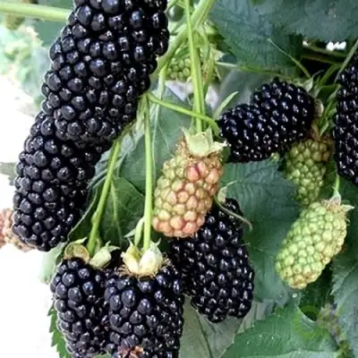 Ежевика ПРАЙМ АРК 45 ремонтантная   в Пинске