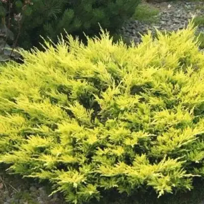 Можжевельник ЛАЙМ ГЛОУ горизонтальный  в Пинске