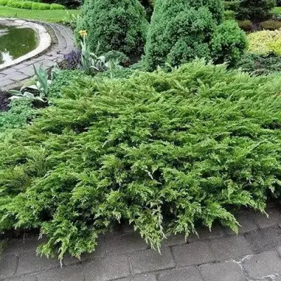 Можжевельник РОКЕРИ ДЖЕМ казацкий  в Пинске