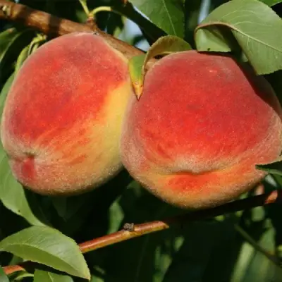 Персик МАРИЯ в Пинске