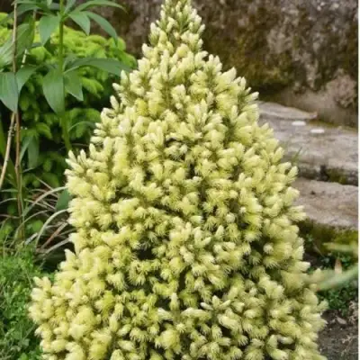 Ель МАЙГОЛД колючая в Пинске