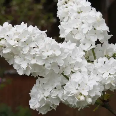 Сирень ФЛОРА в Пинске