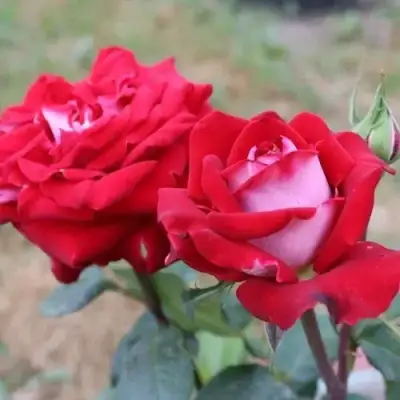 Роза АЛЬЯНС чайно-гибридная в Пинске