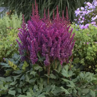 Астильба ВИЖНС китайская в Пинске