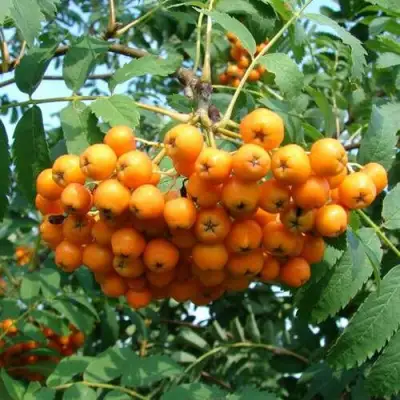 Рябина НЕВЕЖИНСКАЯ ЖЕЛТАЯ сладкоплодная в Пинске