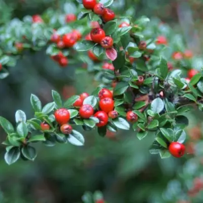 Кизильник горизонтальный в Пинске