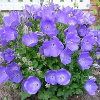 Колокольчик САНТА карпатский в Пинске