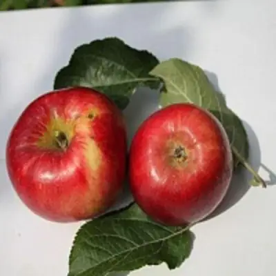 Яблоня РЕДФРИ в Пинске