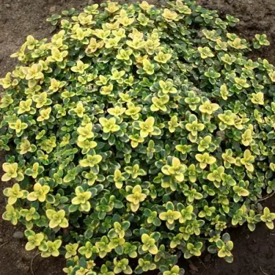 Тимьян ДОННА ВАЛЕЙ лимоннопахнущий в Пинске