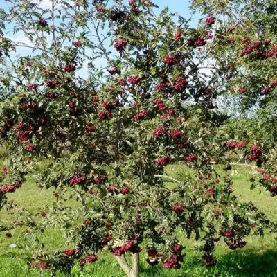 Рябина БУРКА сладкоплодная в Пинске