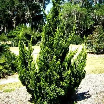 Можжевельник КАЙЗУКА китайский в Пинске