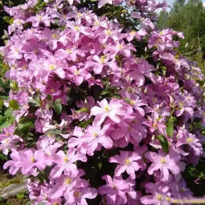 Клематис КОМТЕСС ДЕ БУШО в Пинске