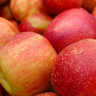 Яблоня ДЖОНАГОЛД в Пинске