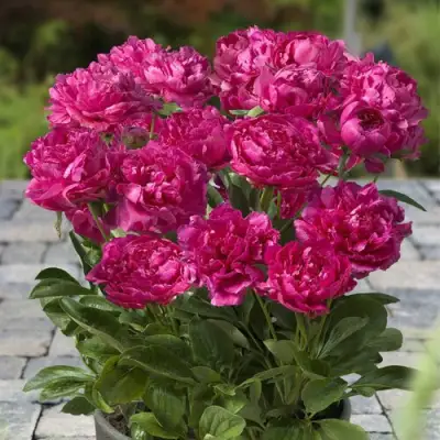 Пион ЛОНДОН травянистый в Пинске