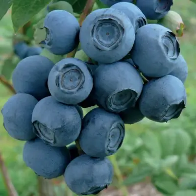 Голубика РУБЕЛ в Пинске