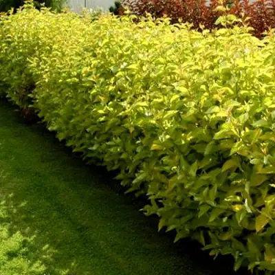 Комплект ДАРТС ГОЛД в Пинске