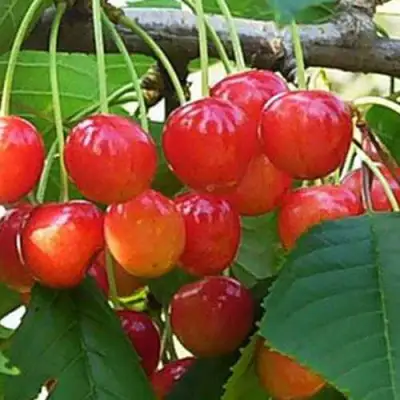 Черешня ДОНЧАНКА в Пинске