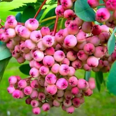 Рябина ПИНК сладкоплодная в Пинске