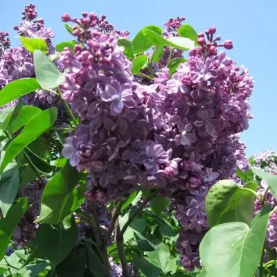 Сирень ВИОЛЕТТА в Пинске