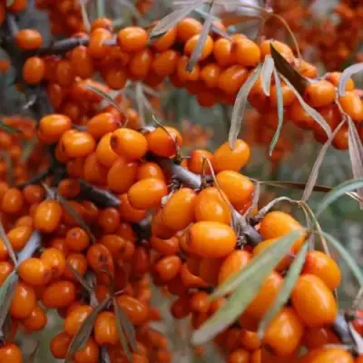 Облепиха ВОРОБЬЕВСКАЯ в Пинске