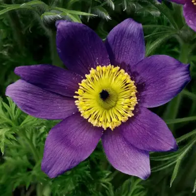 Прострел ПИНВИЛ БЛЮ ШЕЙДЕС в Пинске