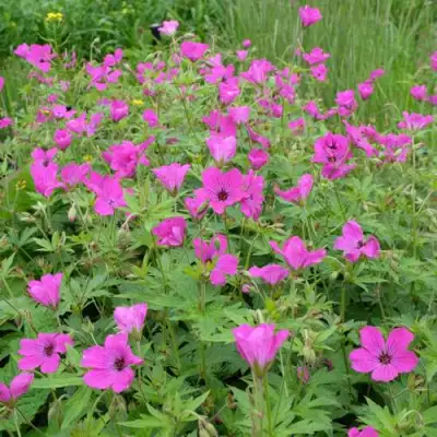 Герань РЕД АДМИРАЛ гибридная в Пинске