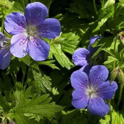 Герань БРУКСАЙД гибридная в Пинске