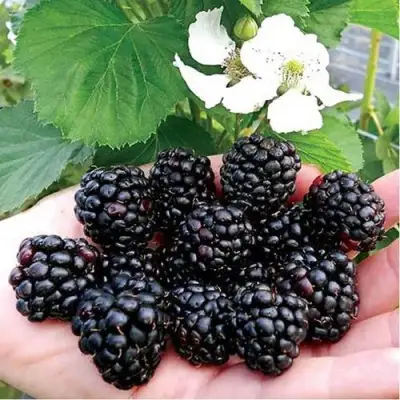 Ежевика РУБЕН ремонтантная  в Пинске