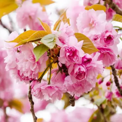 Сакура КАНЗАН в Пинске