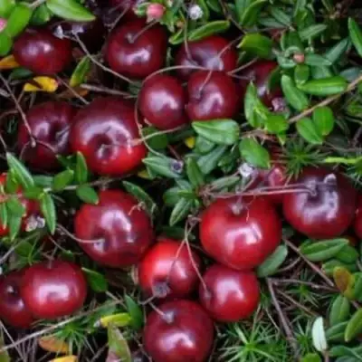 Клюква БЕН ЛИР в Пинске