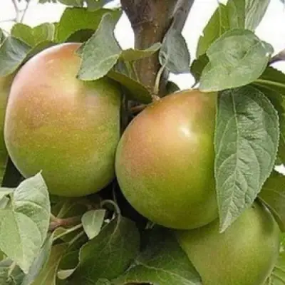 Яблоня БЕЛАНА в Пинске