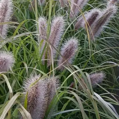 Пеннисетум БЛЭК БЬЮТИ в Пинске