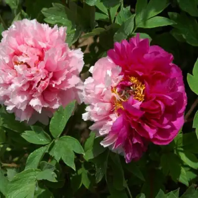 Пион ДВЕ СЕСТРЫ древовидный в Пинске